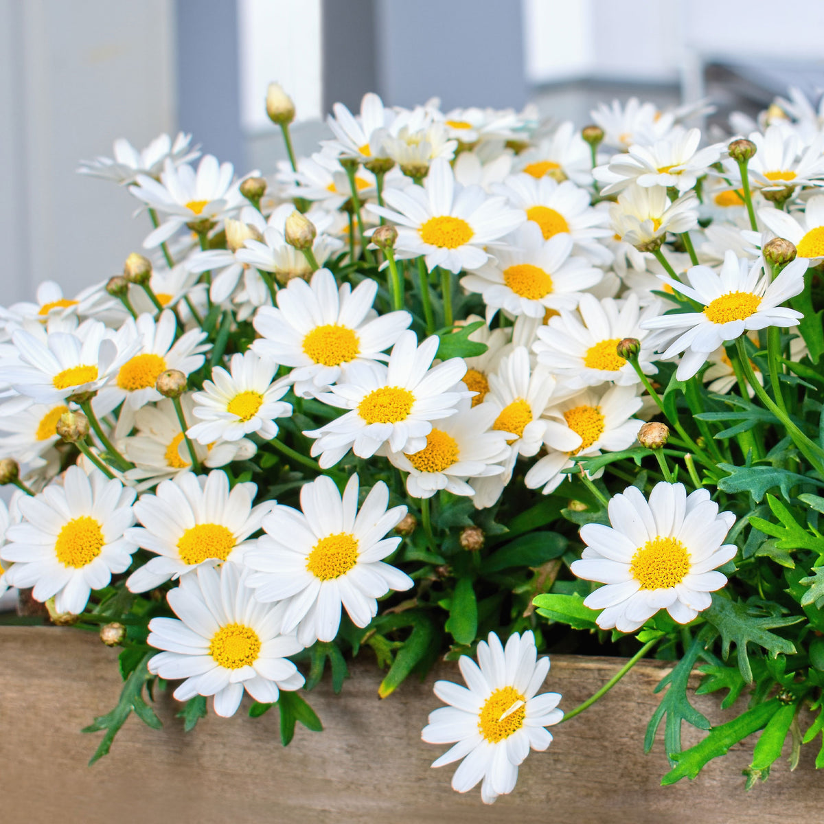 Marguerite des Canaries - Willemse