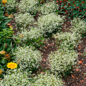 Euphorbe Diamond Frost - Willemse