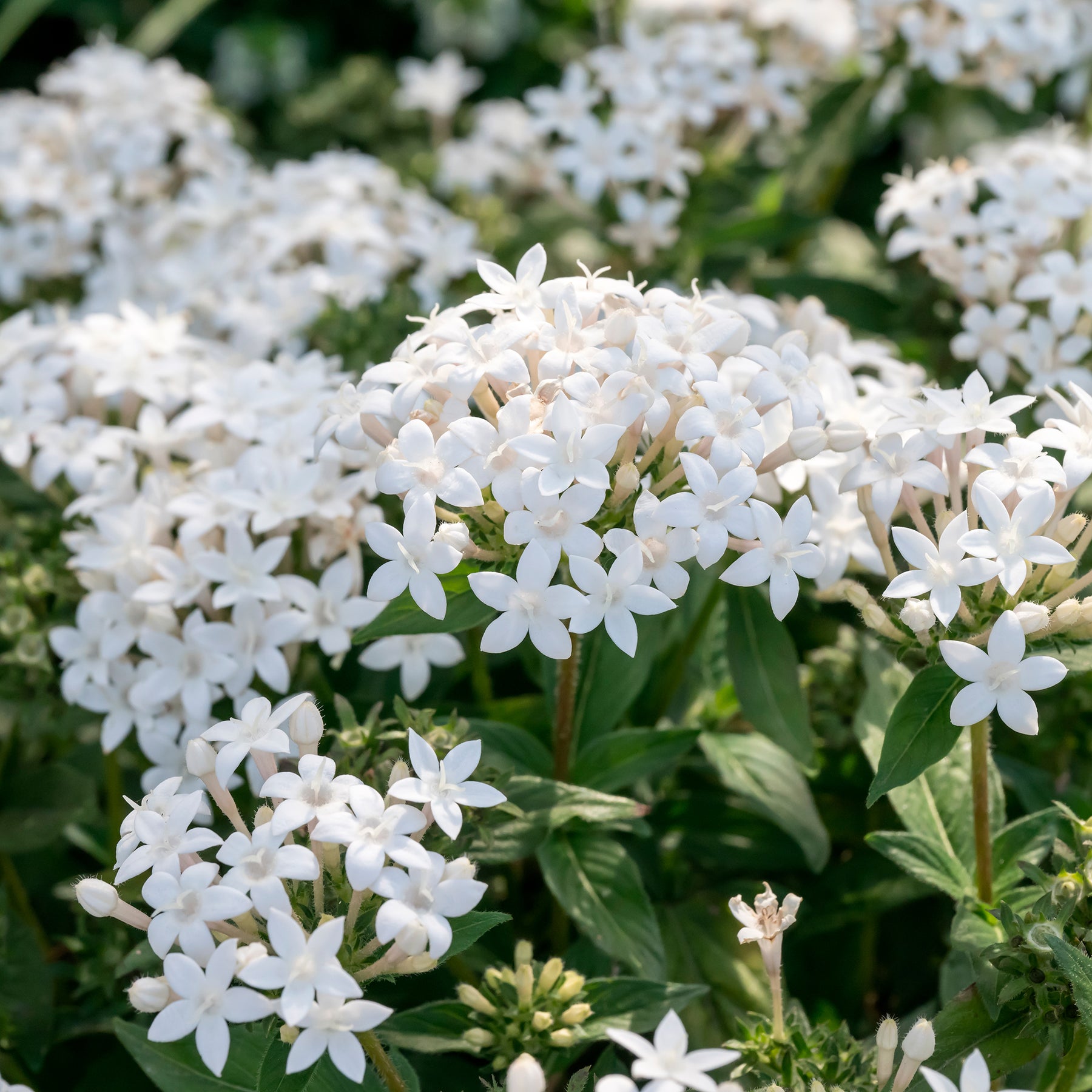 Pentas lanceolata - Pentas blanc - Balcon et terrasse