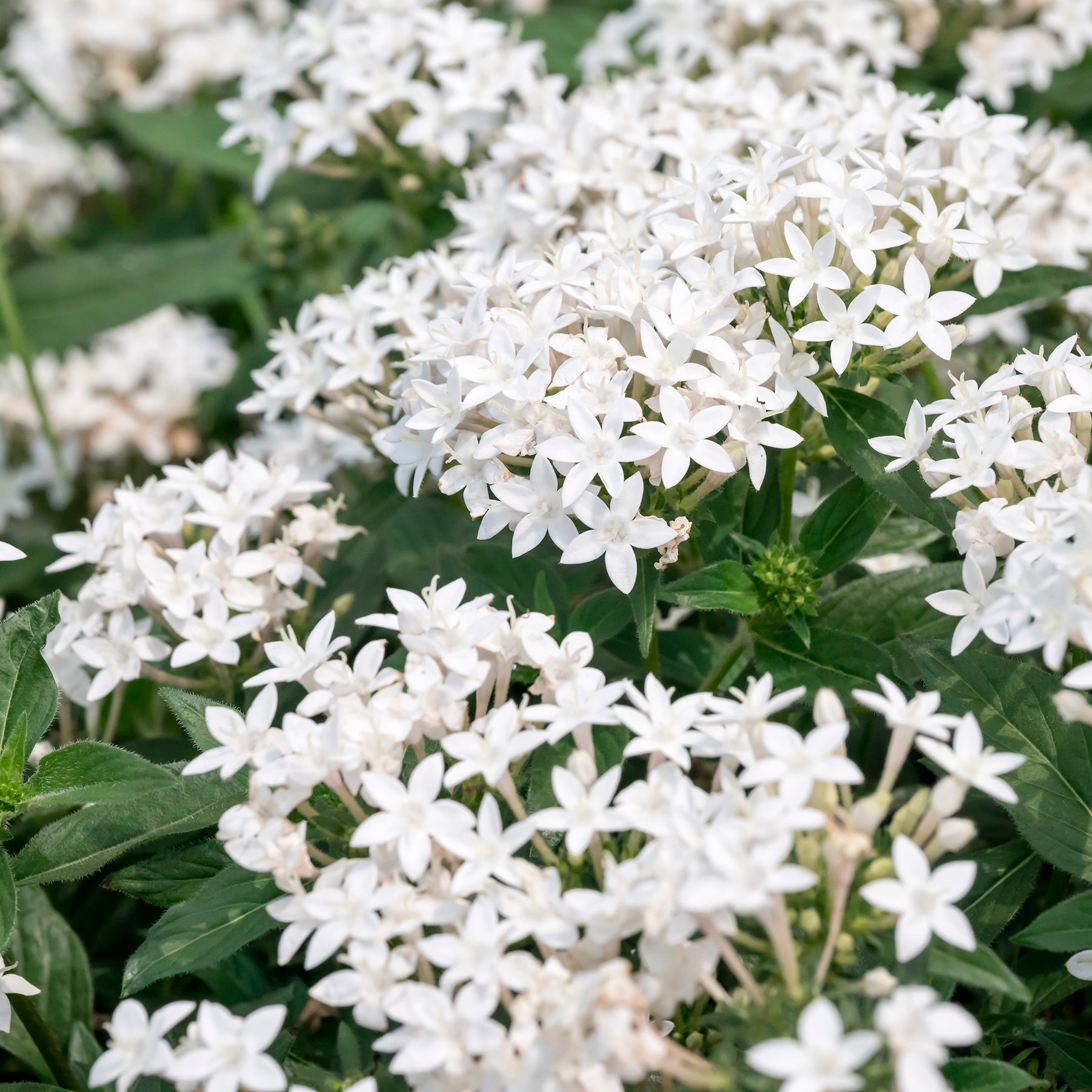 Pentas blanc - Pentas lanceolata - Willemse