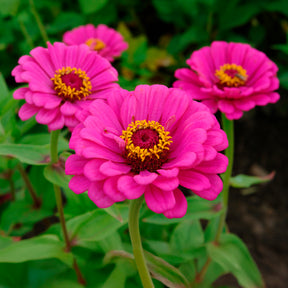 Zinnia fuchsia - Zinnia elegans fuchsia - Willemse