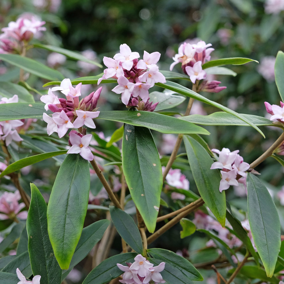 Daphne Spring Beauty® - Willemse