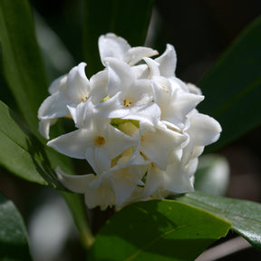 Daphne Perfum Princess White - Willemse