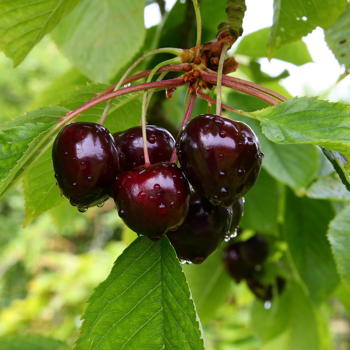 Cerisier Bigarreau Noire - Prunus avium Große Schwarze Knorpelkirsche - Willemse
