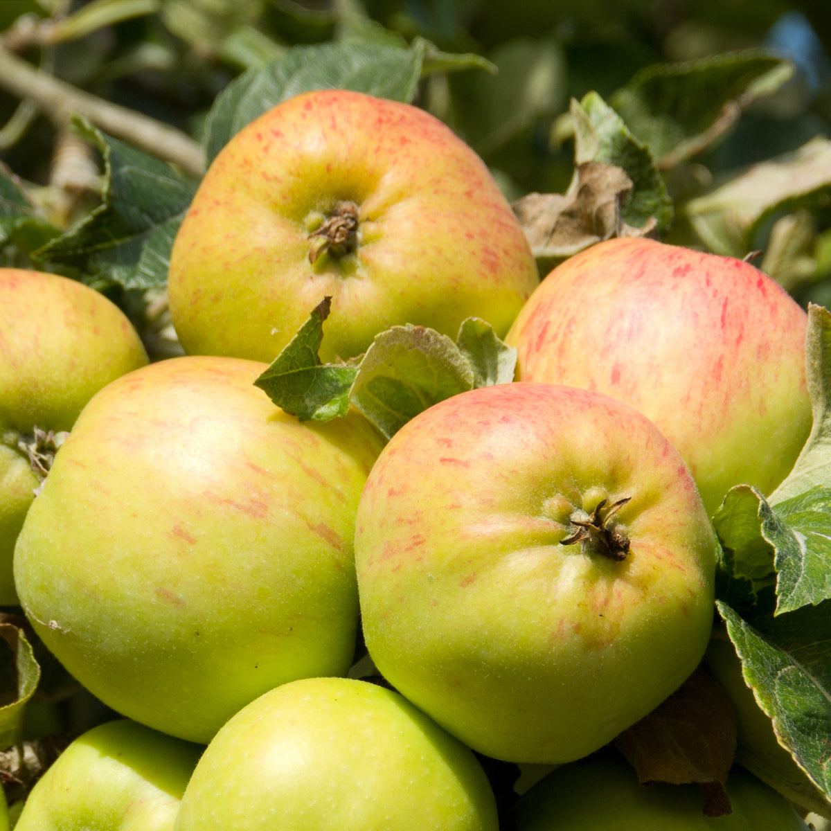 Pommier Bramley's Seedling - Willemse