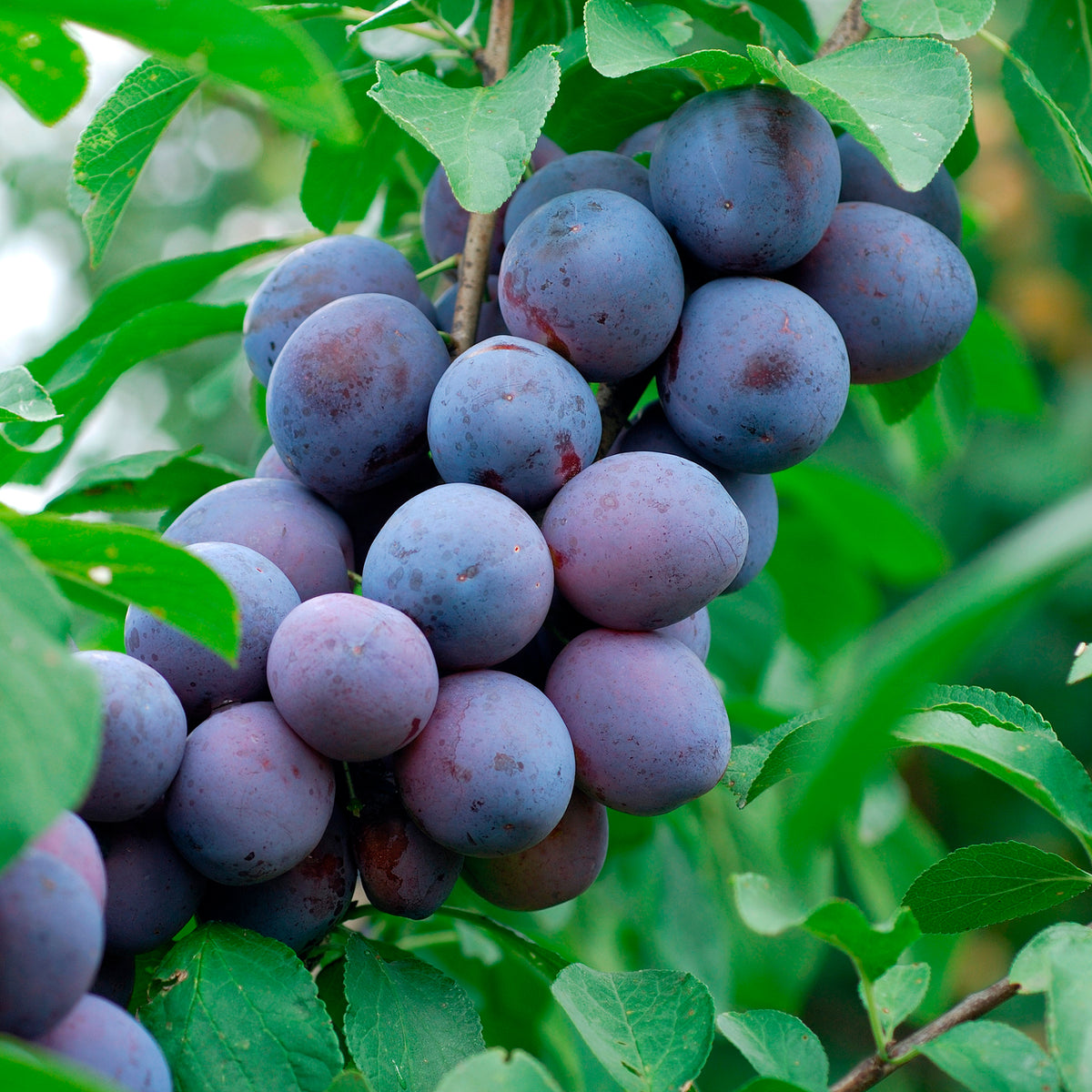 Prunier Pruneau de Bâle - Quetsche - Willemse