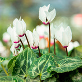Cyclamen coum blanc - Willemse