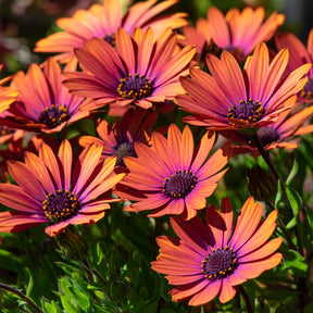 Osteospermum Flower Power® Purple Sun - Marguerite du Cap Purple Sun - Osteospermum - Marguerite du Cap - Osteospermum
