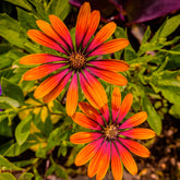Marguerite du Cap Purple Sun - Osteospermum - Willemse