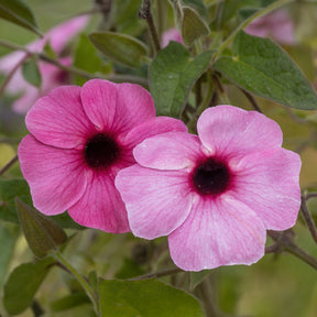 Suzanne aux yeux noirs rose - Willemse