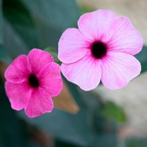 Grimpantes à fleurs - Suzanne aux yeux noirs rose - Thunbergia alata Sunny Susy® Rose Sensation