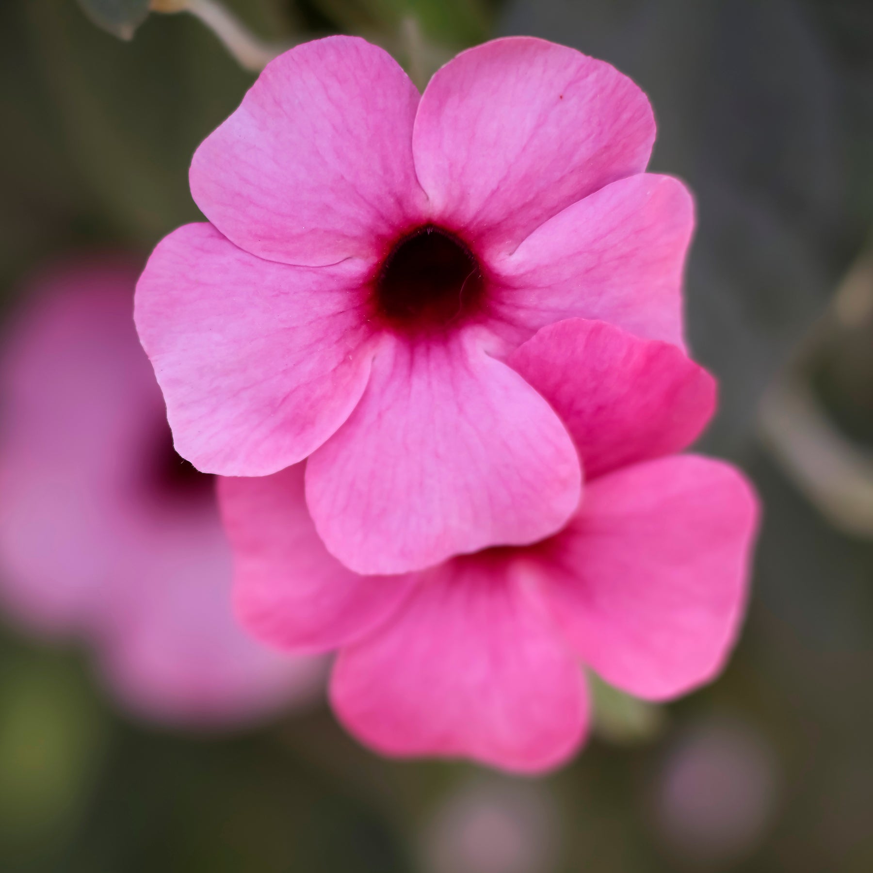 Thunbergia alata Sunny Susy® Rose Sensation - Suzanne aux yeux noirs rose - Grimpantes à fleurs