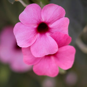Thunbergia alata Sunny Susy® Rose Sensation - Suzanne aux yeux noirs rose - Grimpantes à fleurs