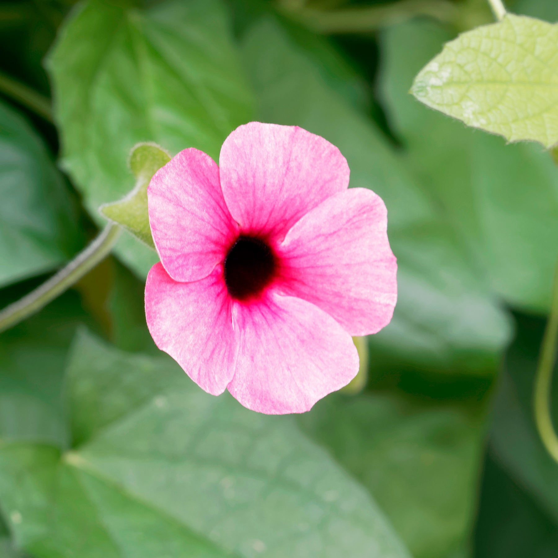 Vente Suzanne aux yeux noirs rose - Thunbergia alata Sunny Susy® Rose Sensation