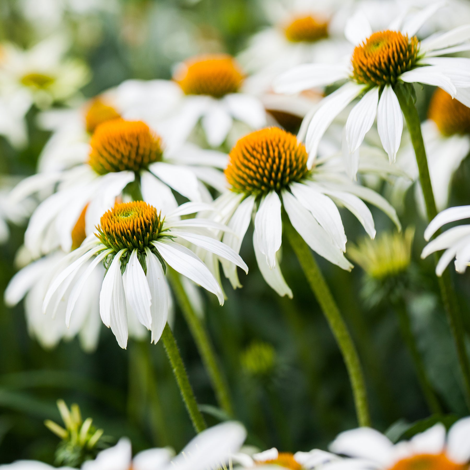 Gyspsophila, Liatris, Echinacea - Vivaces à fleurs Blanches - Collections de vivaces