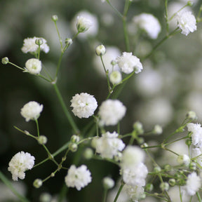 Vente Vivaces à fleurs Blanches - Gyspsophila, Liatris, Echinacea