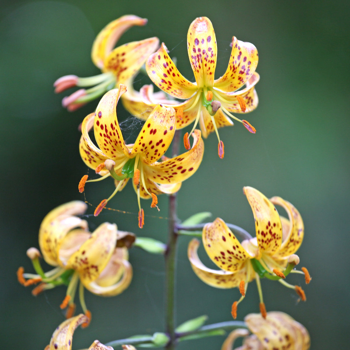 Lis martagon Sunny Morning - Willemse