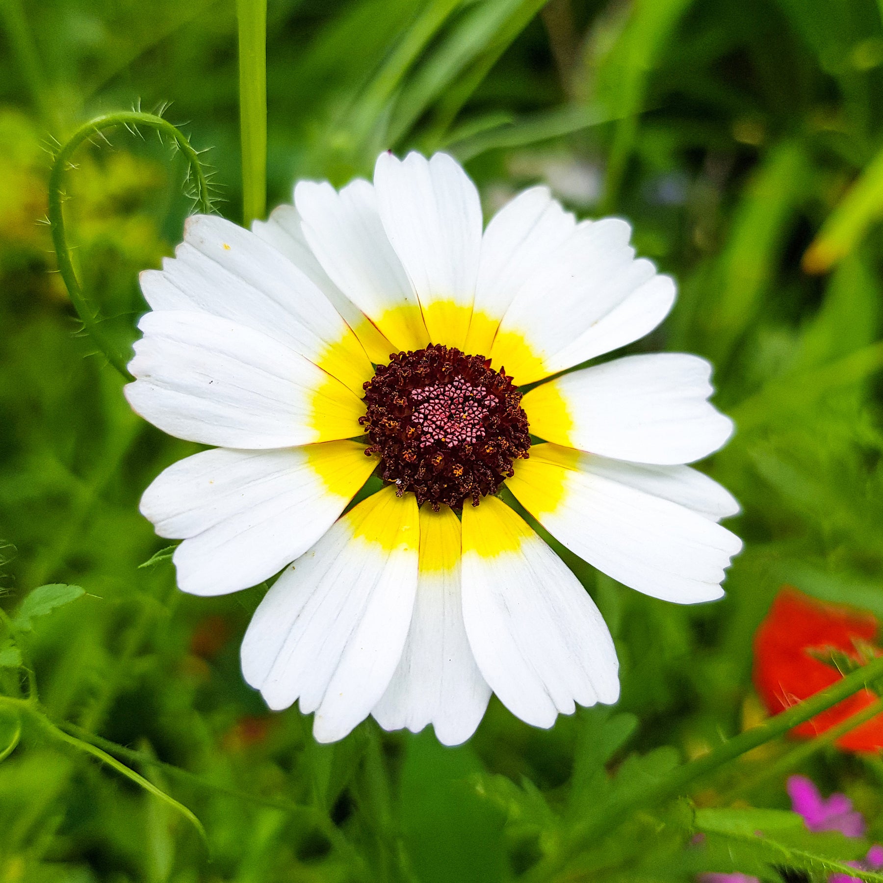 Chrysanthème à carène Polar Star - Willemse