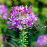 Cléome Violet Queen - Willemse