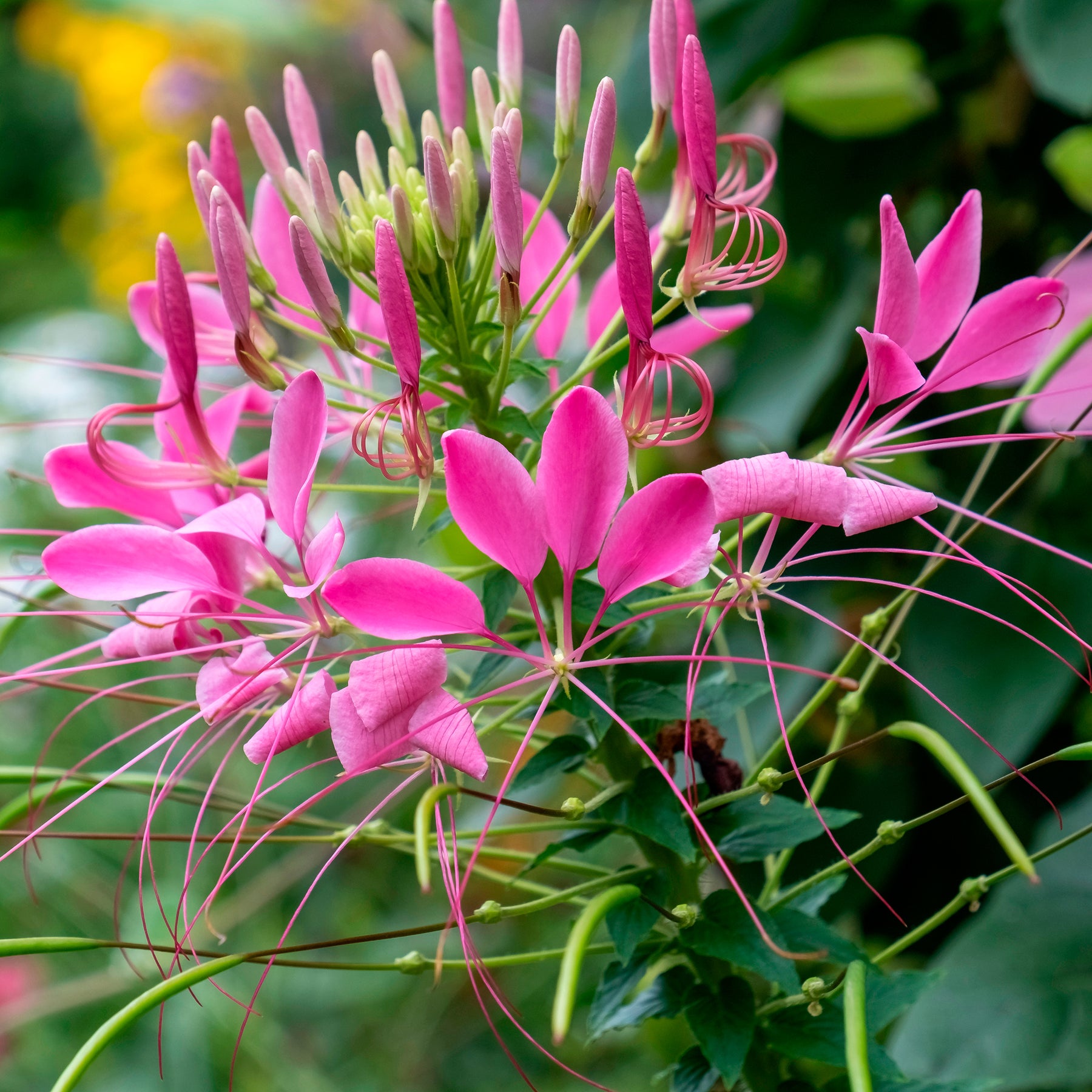 Cleome hassleriana Violet Queen - Cléome Violet Queen - Cléome
