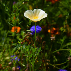Pavot de Californie Ivory Castle - Eschscholzia californica Ivory Castle - Willemse