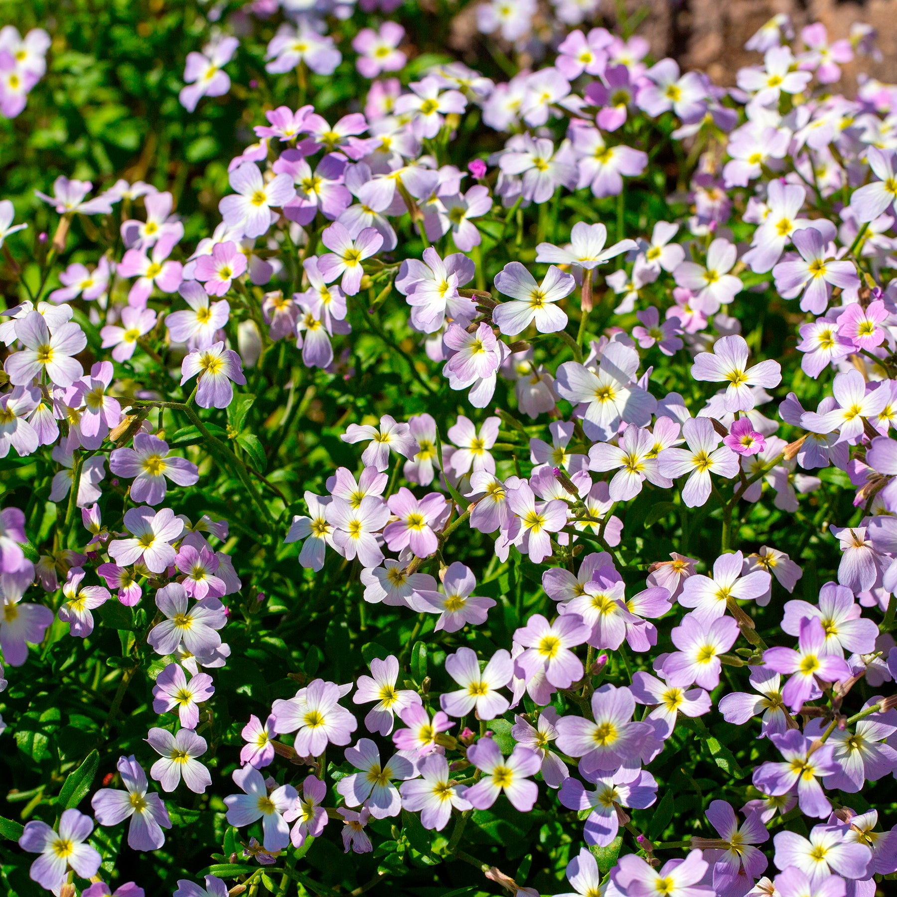 Malcolmia maritima - Julienne de Mahon - Graines de fleurs