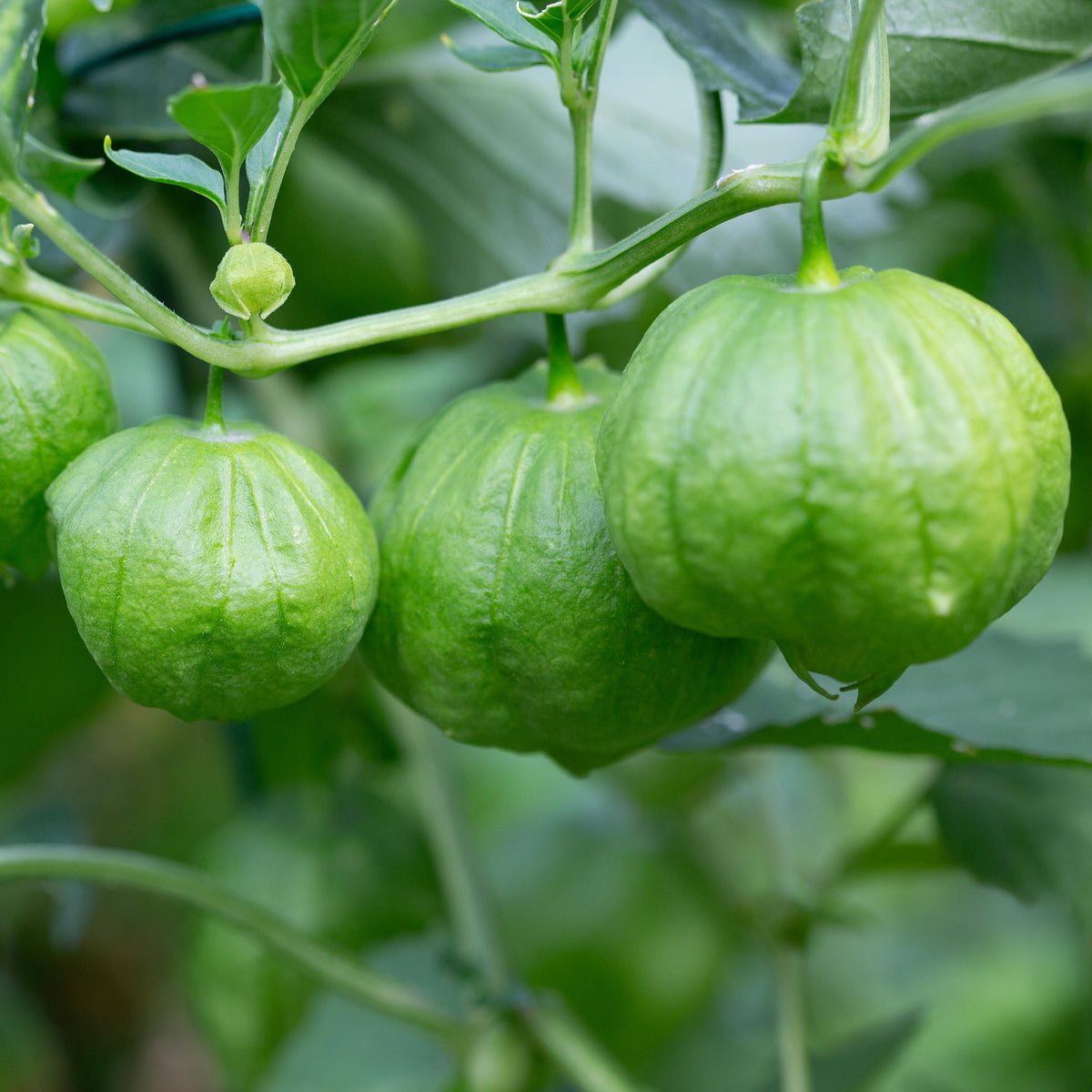 Tomatillo du  Mexique - Willemse