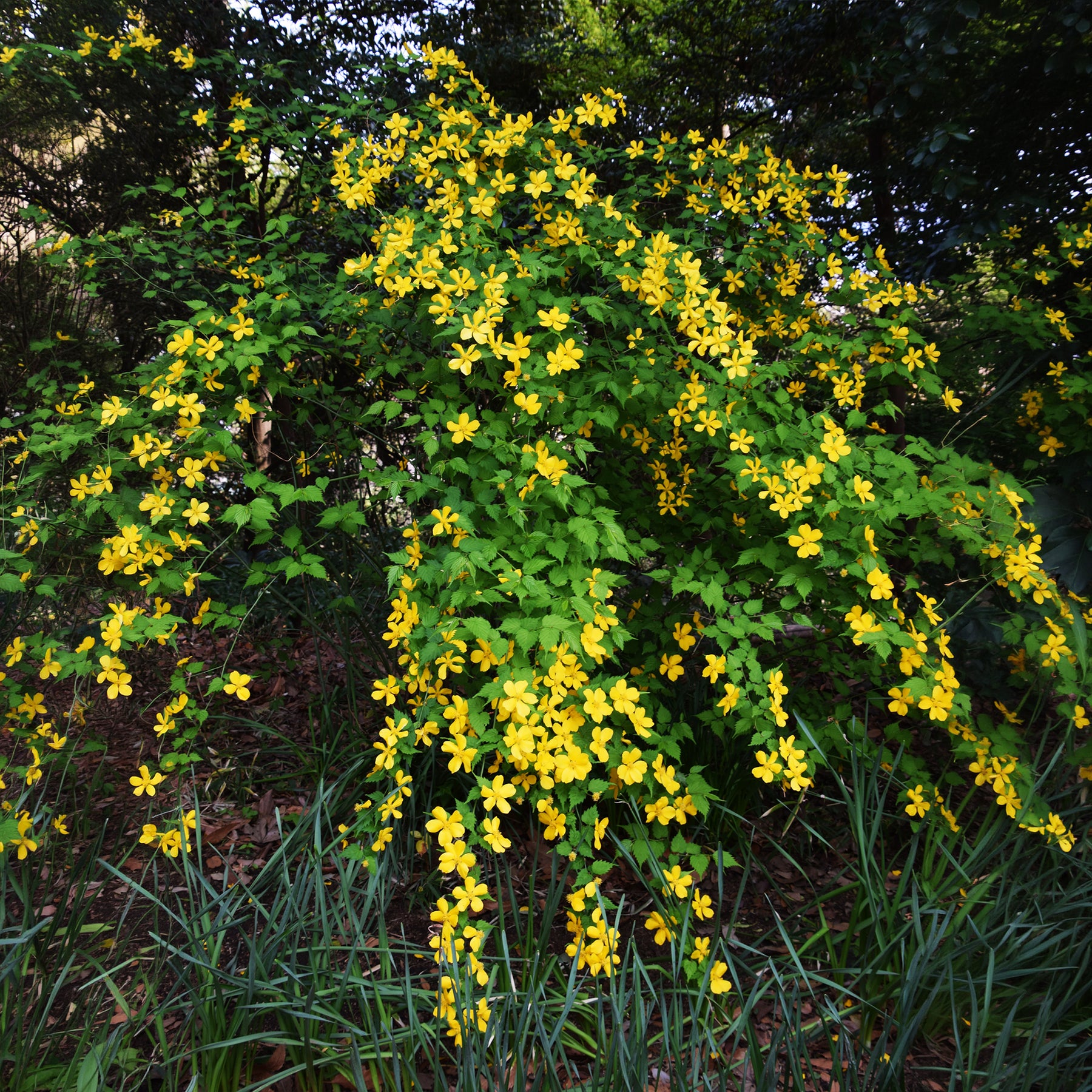 Corête du Japon Golden Guinea - Kerria japonica Golden Guinea - Willemse