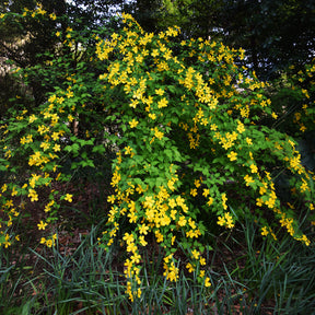 Corête du Japon Golden Guinea - Kerria japonica Golden Guinea - Willemse