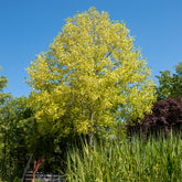 Tulipier de Virginie panaché - Willemse
