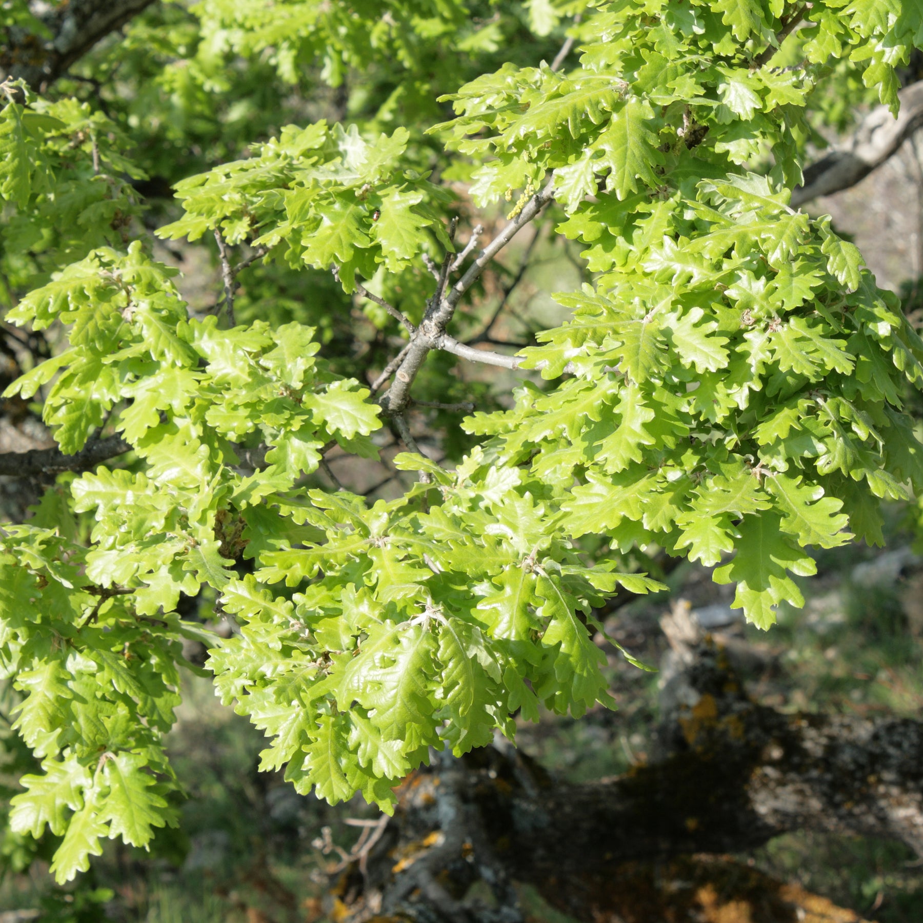 Chêne pubescent - Quercus pubescens - Willemse