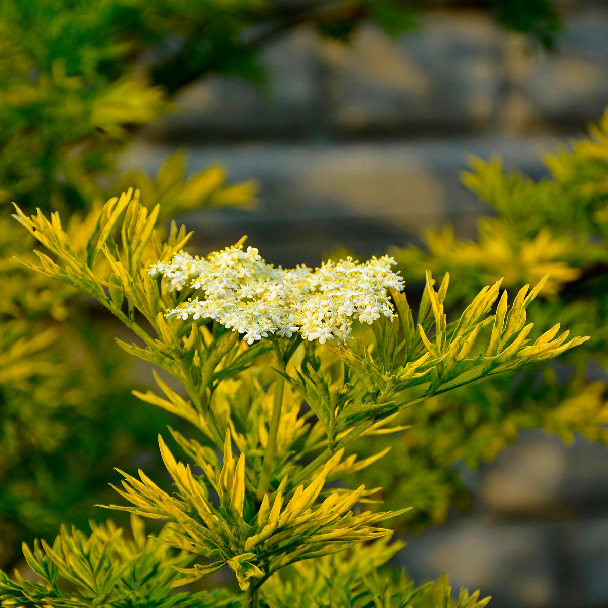Sureau noir Golden Tower - Sambucus nigra Golden Tower - Willemse