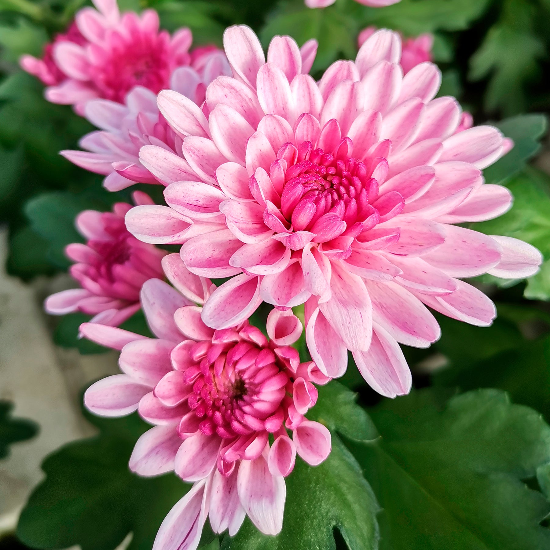 Chrysanthème rose - Willemse
