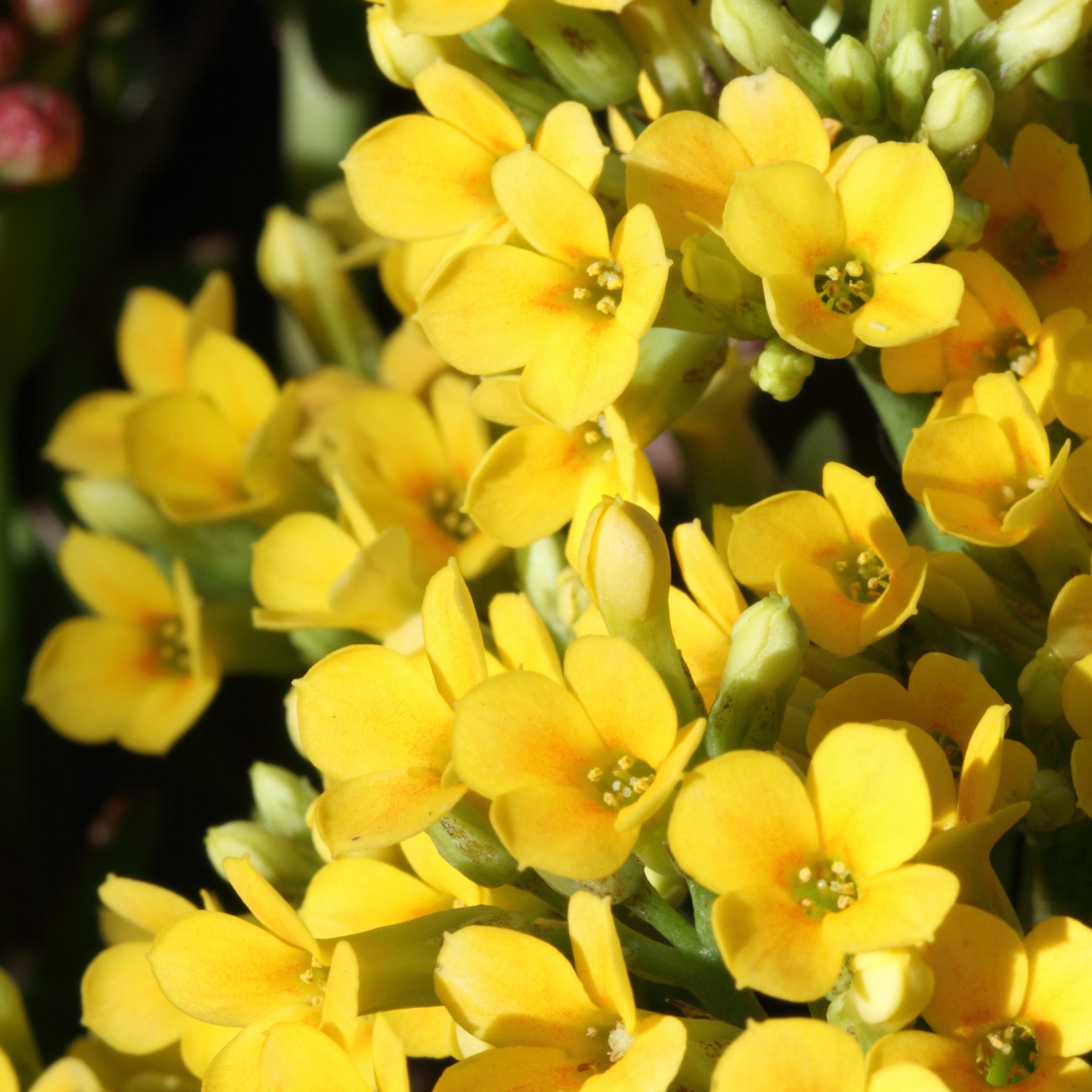 Kalanchoe jaune - Willemse