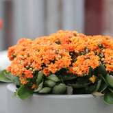 Kalanchoe orange - Willemse