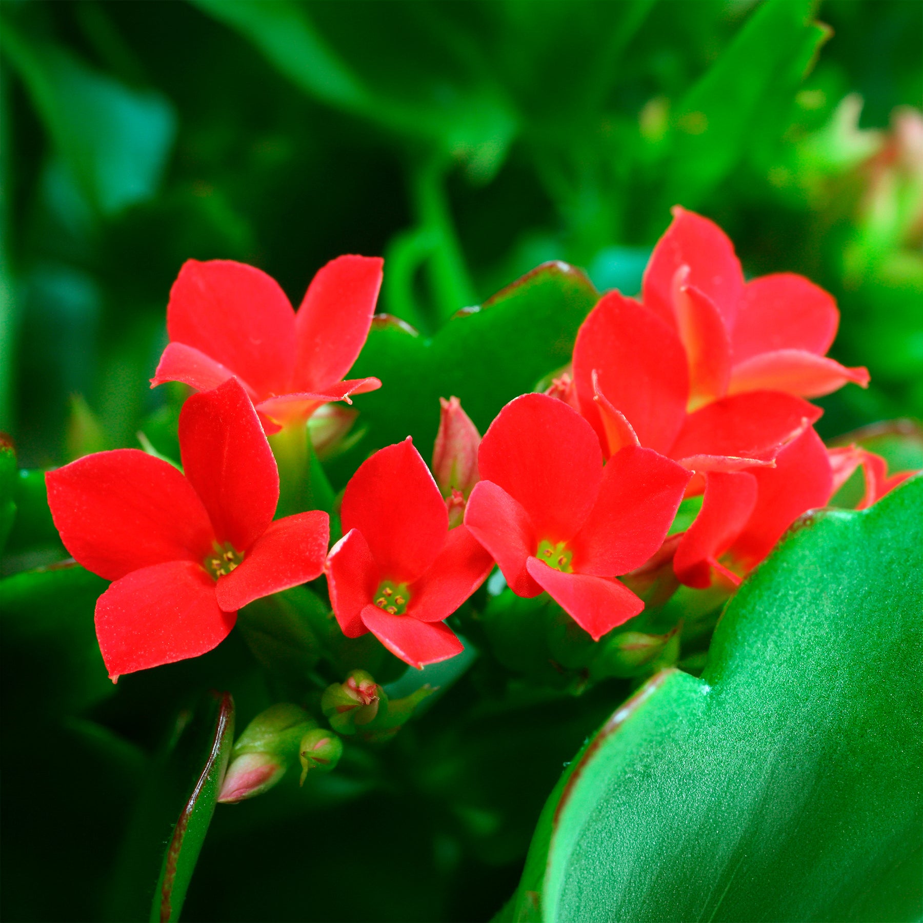 Kalanchoe rouge - Willemse
