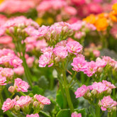 Kalanchoe rose - Willemse
