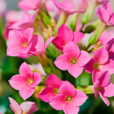 Kalanchoe rose - Willemse