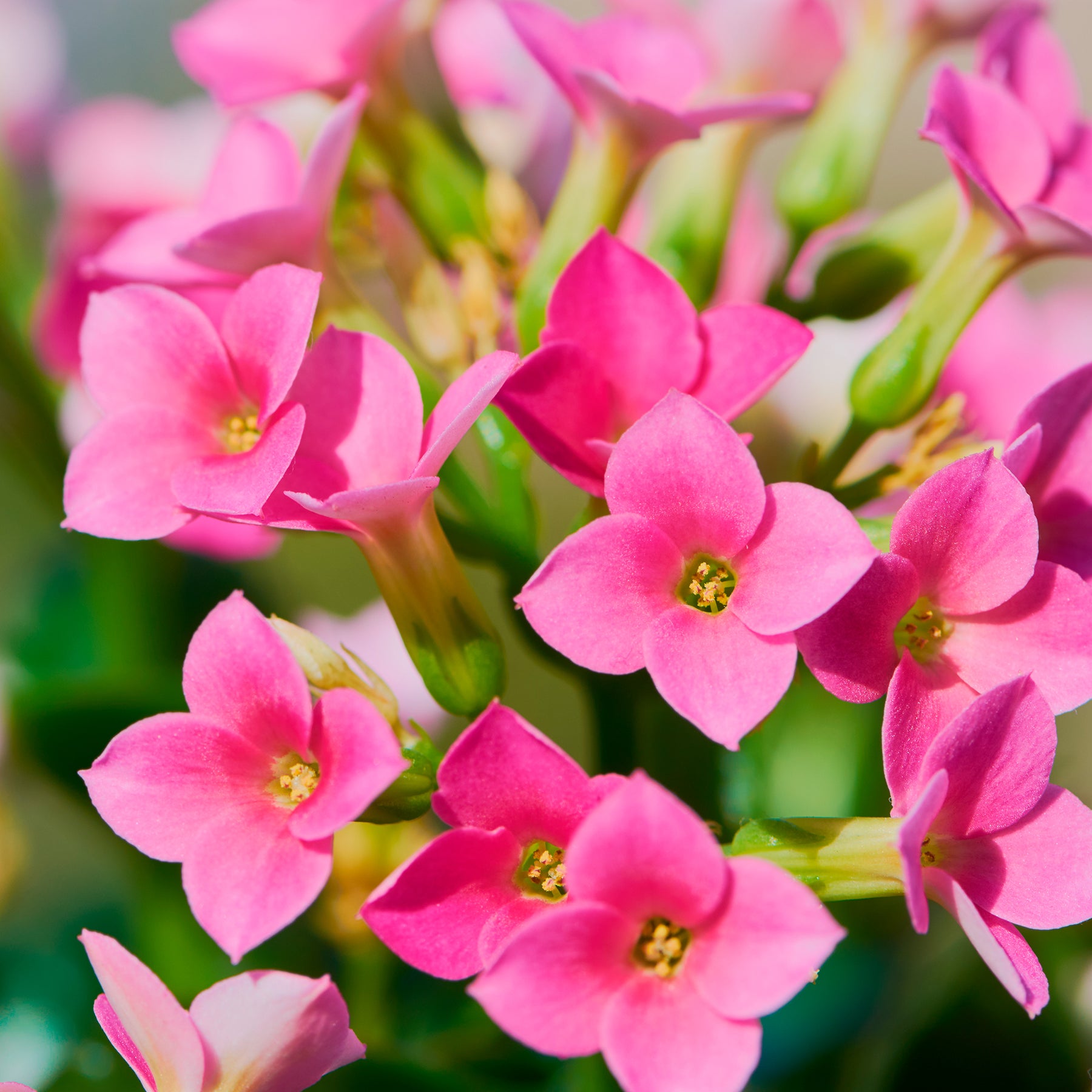 Kalanchoe rose - Willemse