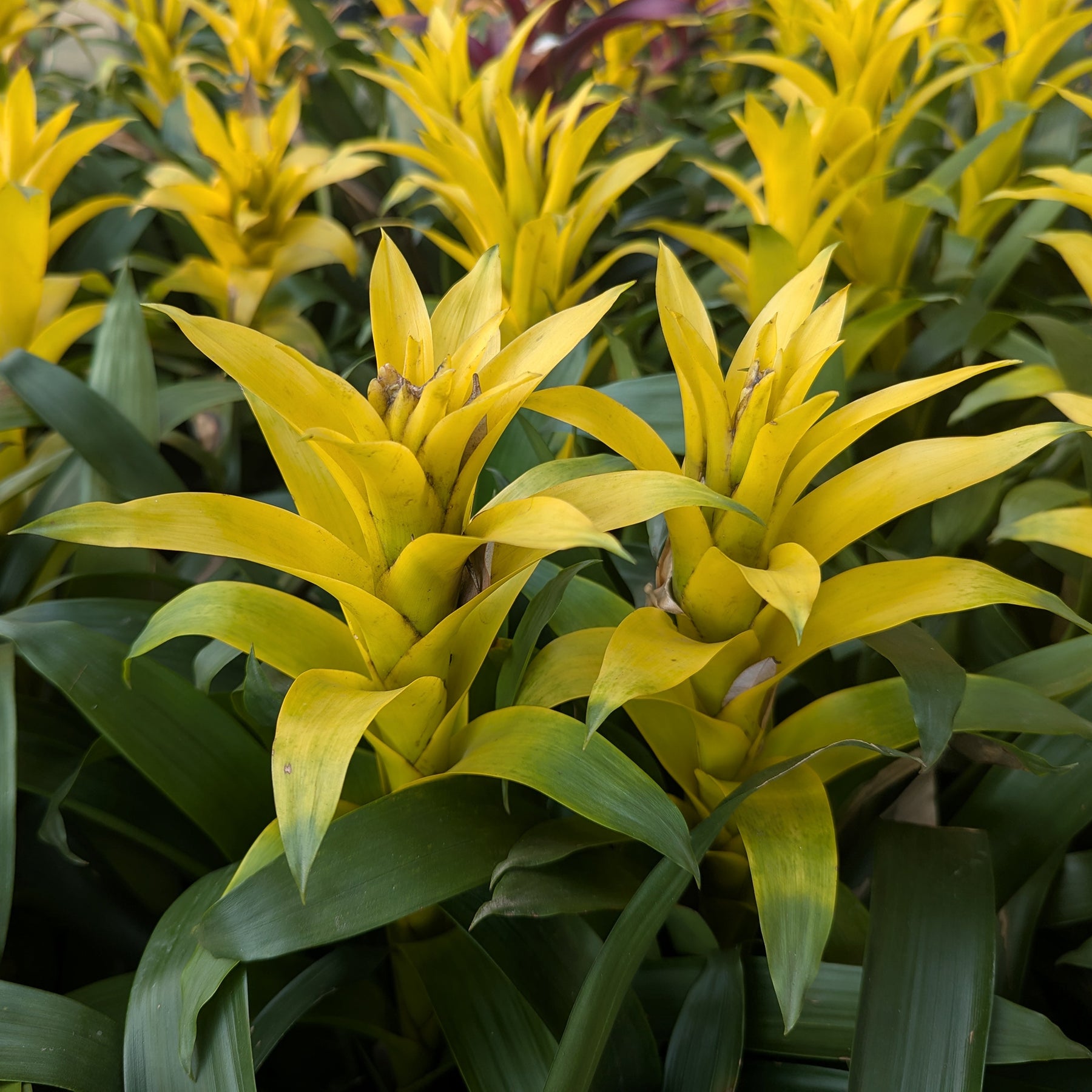 Bromeliaceae - Bromelia jaune - Balcon et terrasse