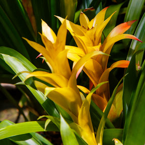 Bromelia jaune - Bromeliaceae - Willemse