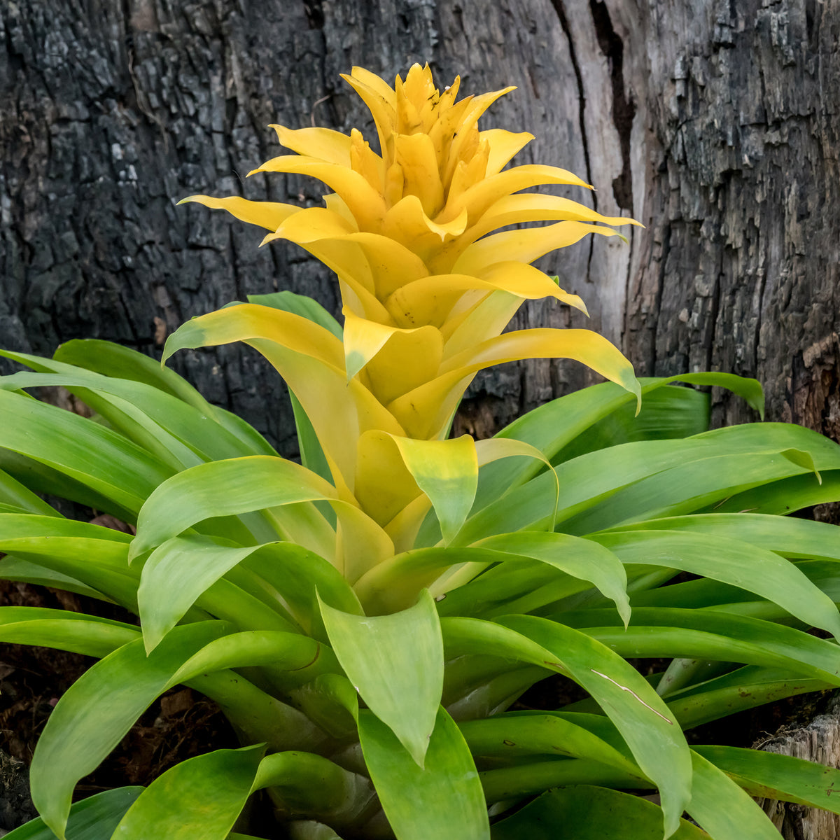 Bromelia jaune - Willemse