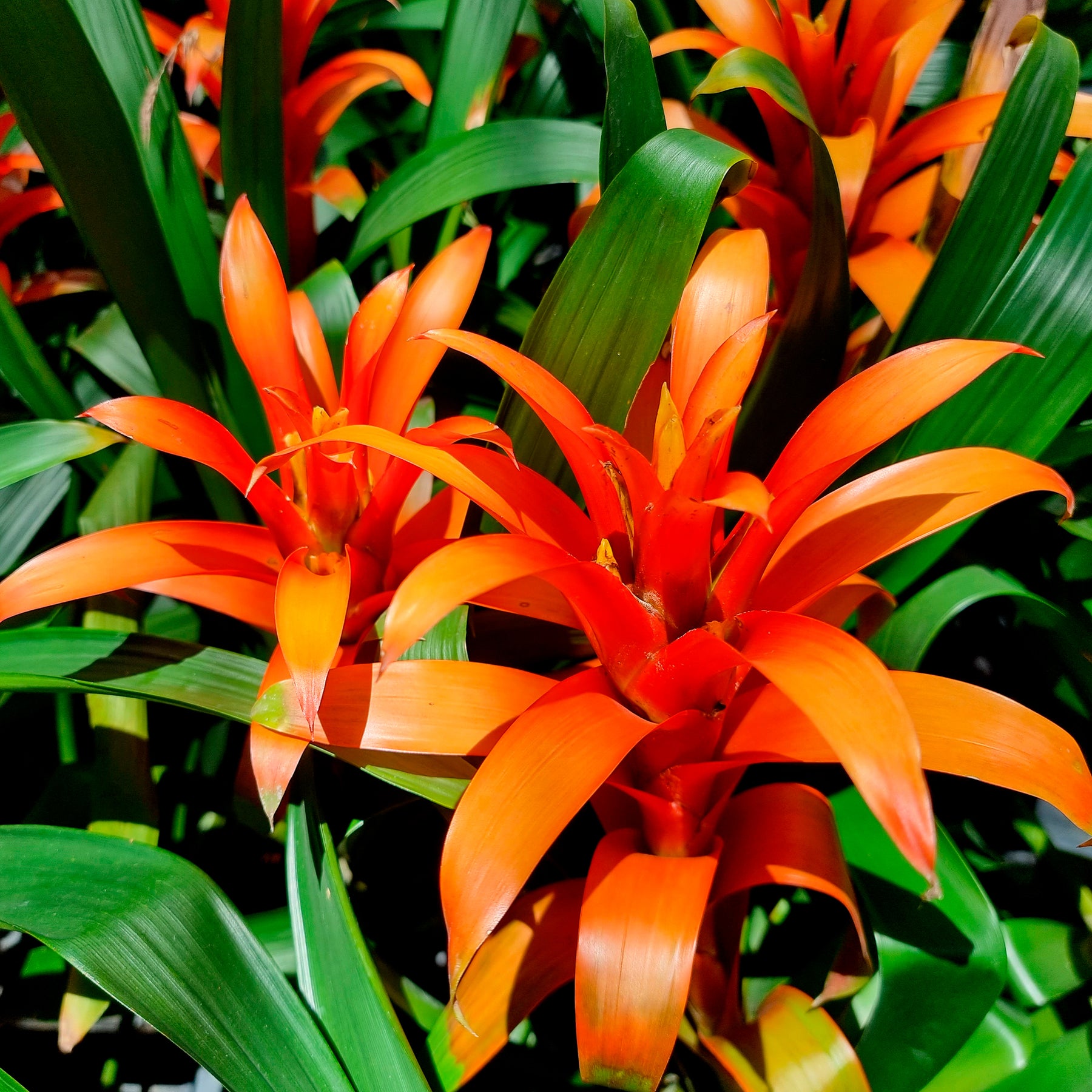 Bromeliaceae - Bromelia orange - Balcon et terrasse