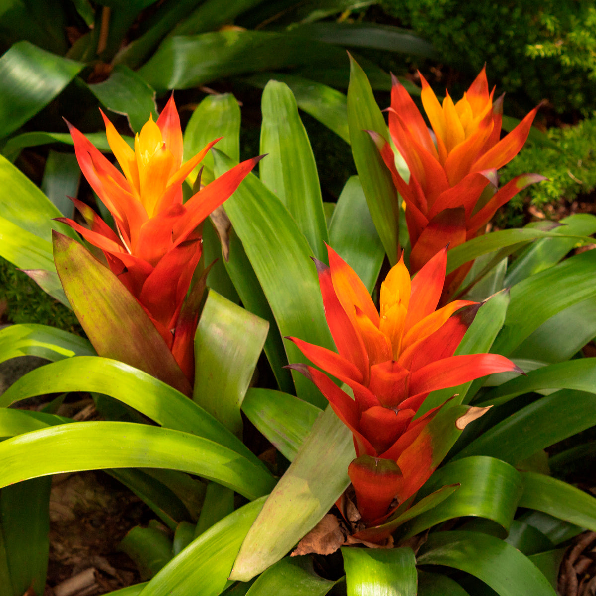 Bromelia orange - Bromeliaceae - Willemse