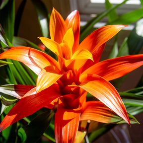 Bromelia orange - Willemse