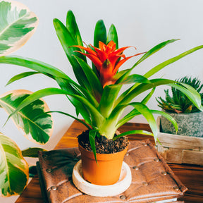 Bromelia orange - Bromeliaceae - Willemse