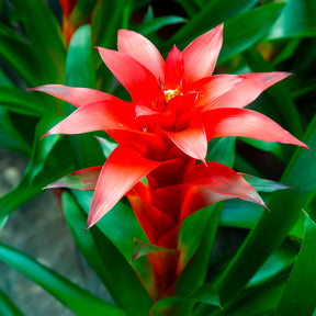 Balcon et terrasse - Bromelia rouge - Bromeliaceae