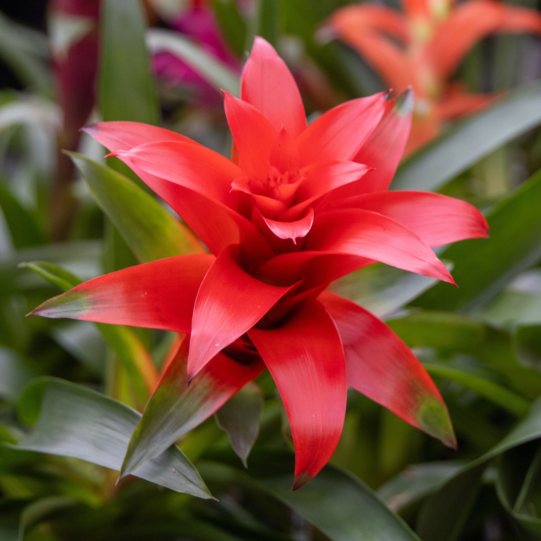 Bromeliaceae - Bromelia rouge - Balcon et terrasse