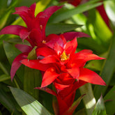 Bromelia rouge - Willemse