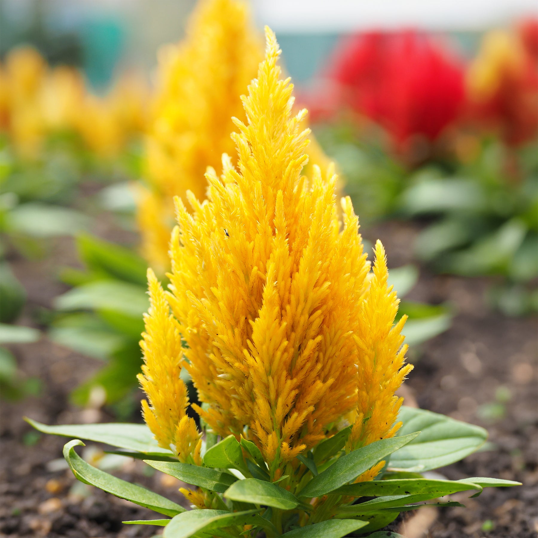 Celosie jaune - Celosia argentea - Willemse